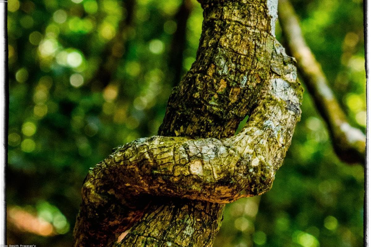 A photographer's perspective: Capturing the beauty of Pattipola Railway Station