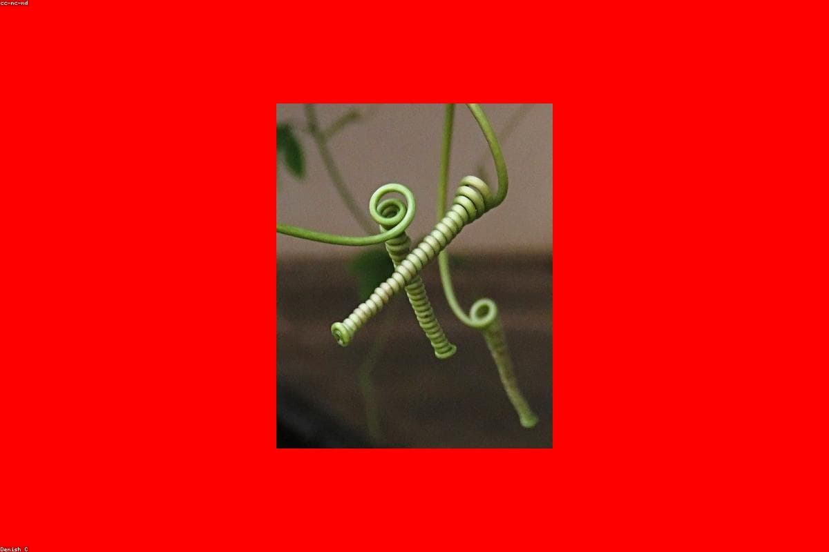 How to spend a perfect weekend in Bellanwila Park