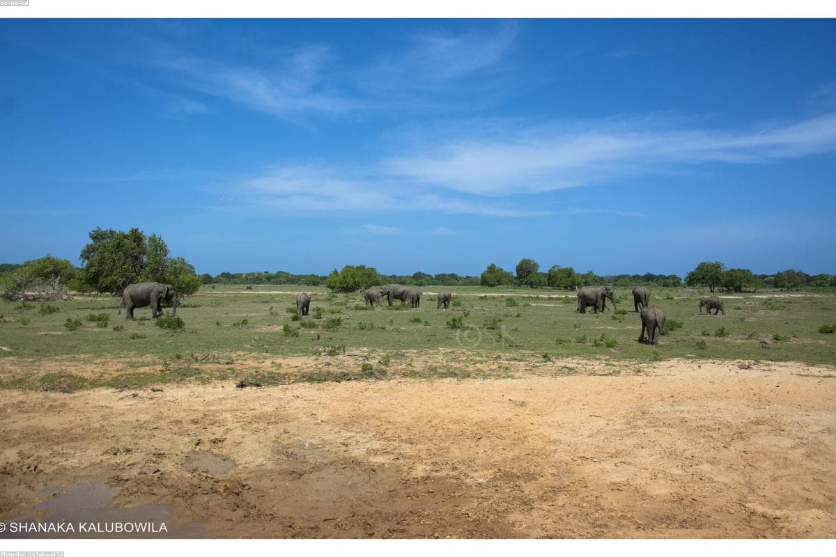 The ultimate guide to Wildlife in Lankatilaka Vihara