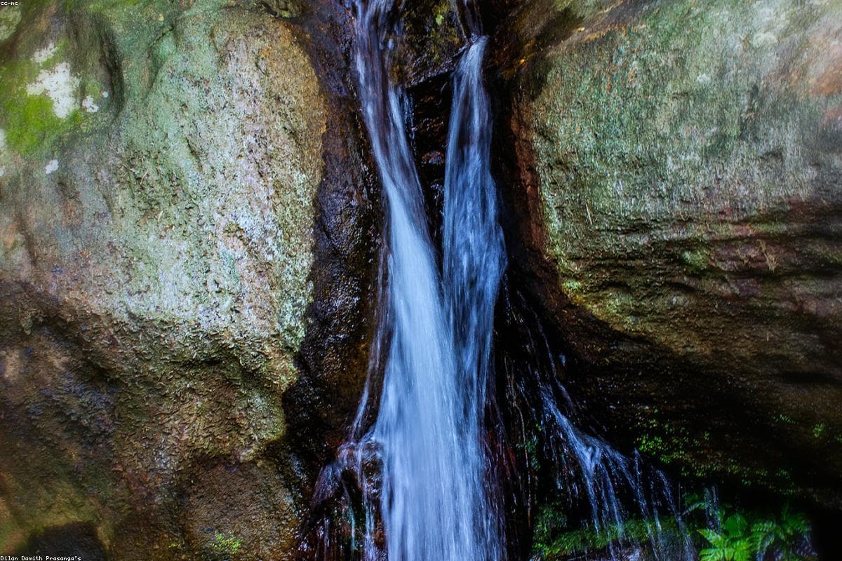 Where to find the best Wildlife in Bentota