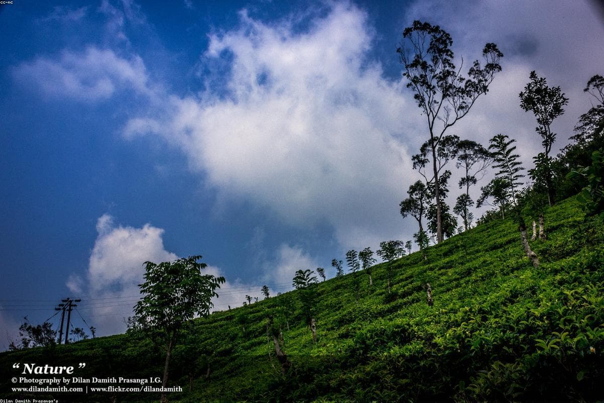 In Search of the Sri Lankan Big Five