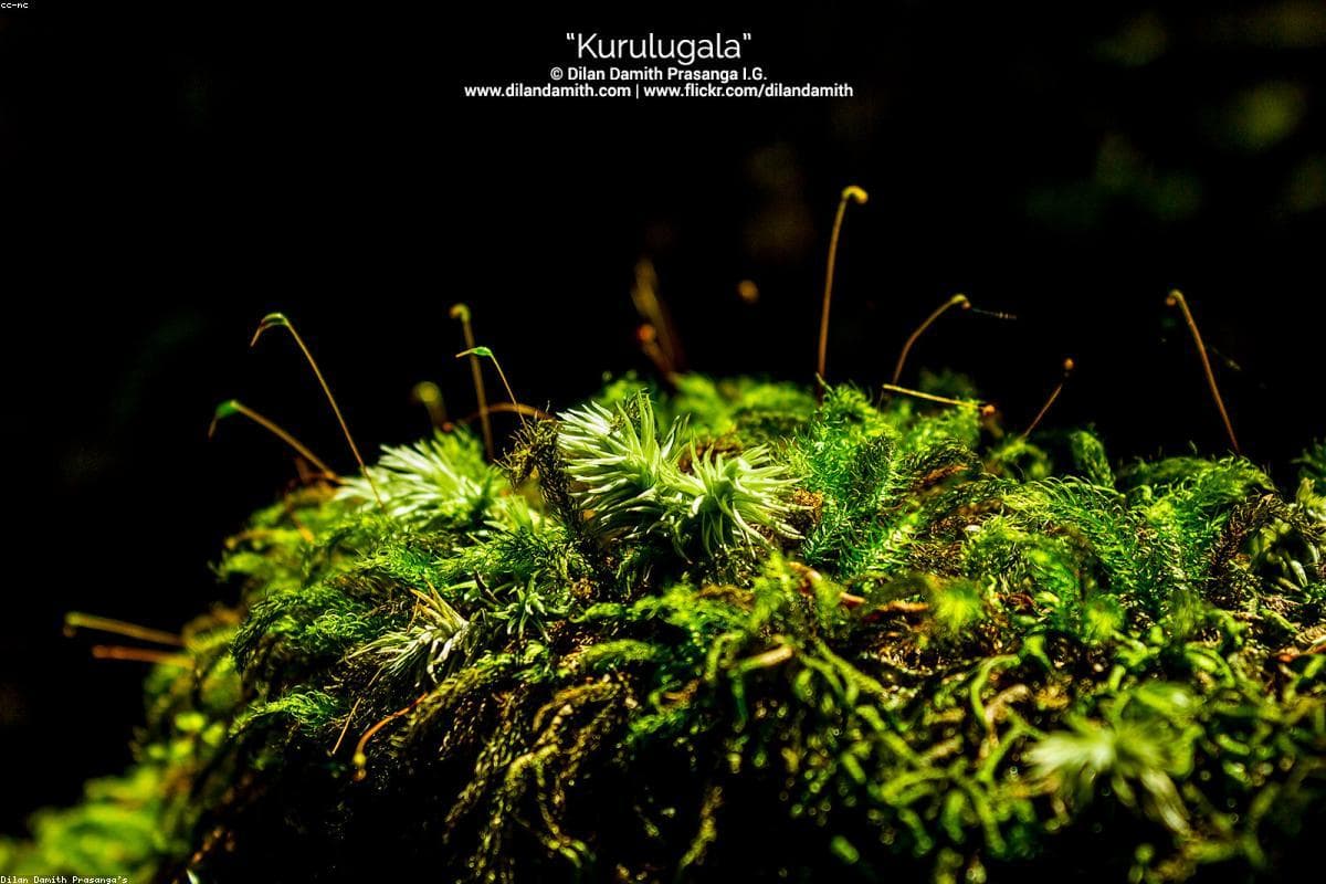 Why Parakrama Samudra is the perfect Photography getaway