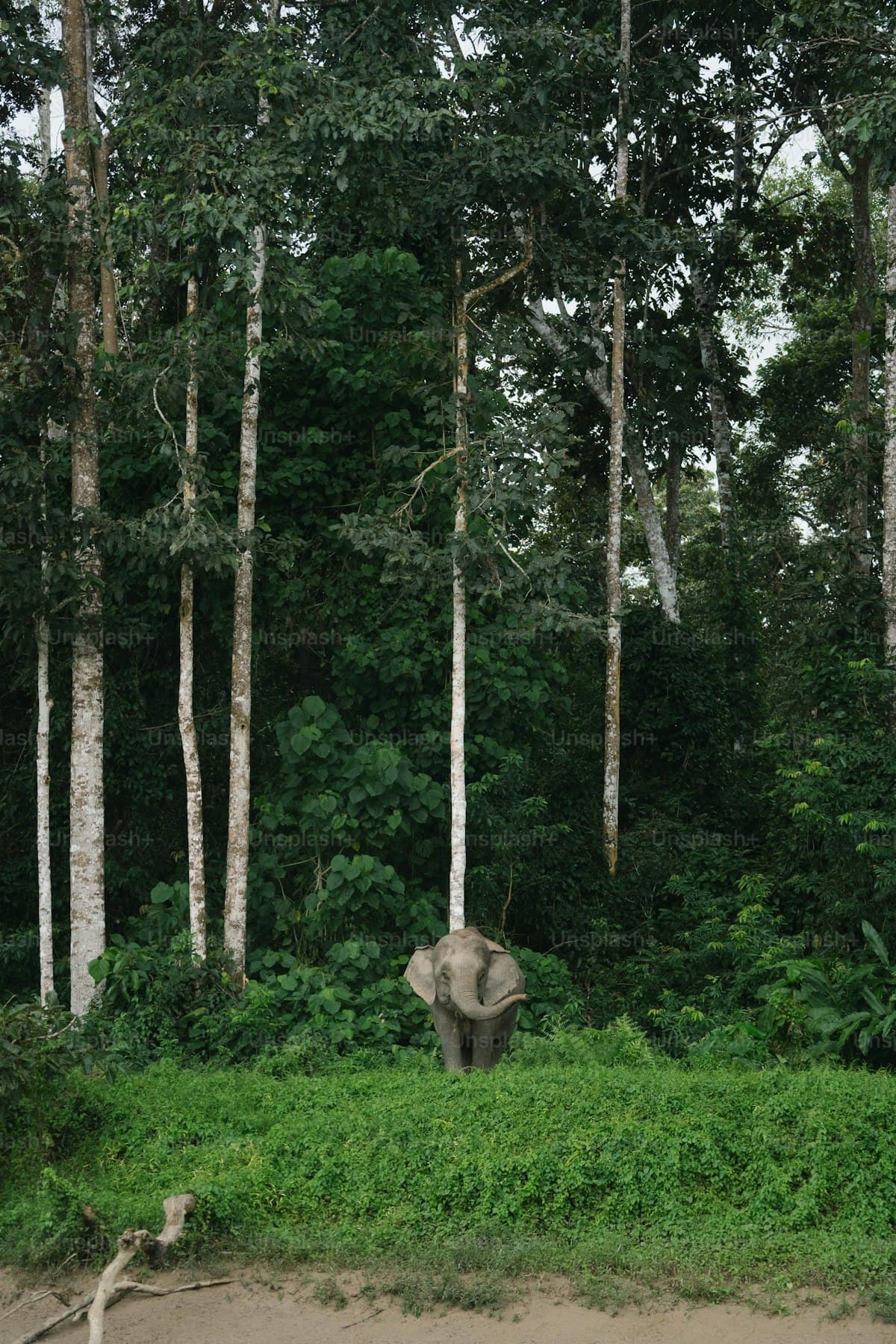 Udawalawe Elephant Sanctuary Safari