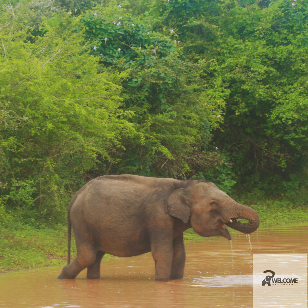 An elephant drinking water from a pond in Yala National Park, surrounded by lush green foliage.