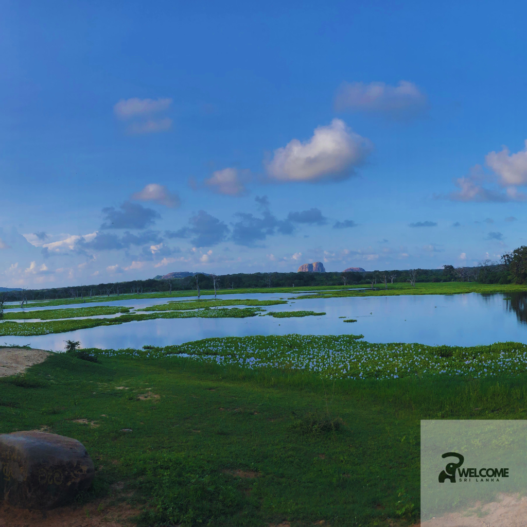 Tranquil waterhole surrounded by lush greenery in Yala National Park under a clear blue sky.