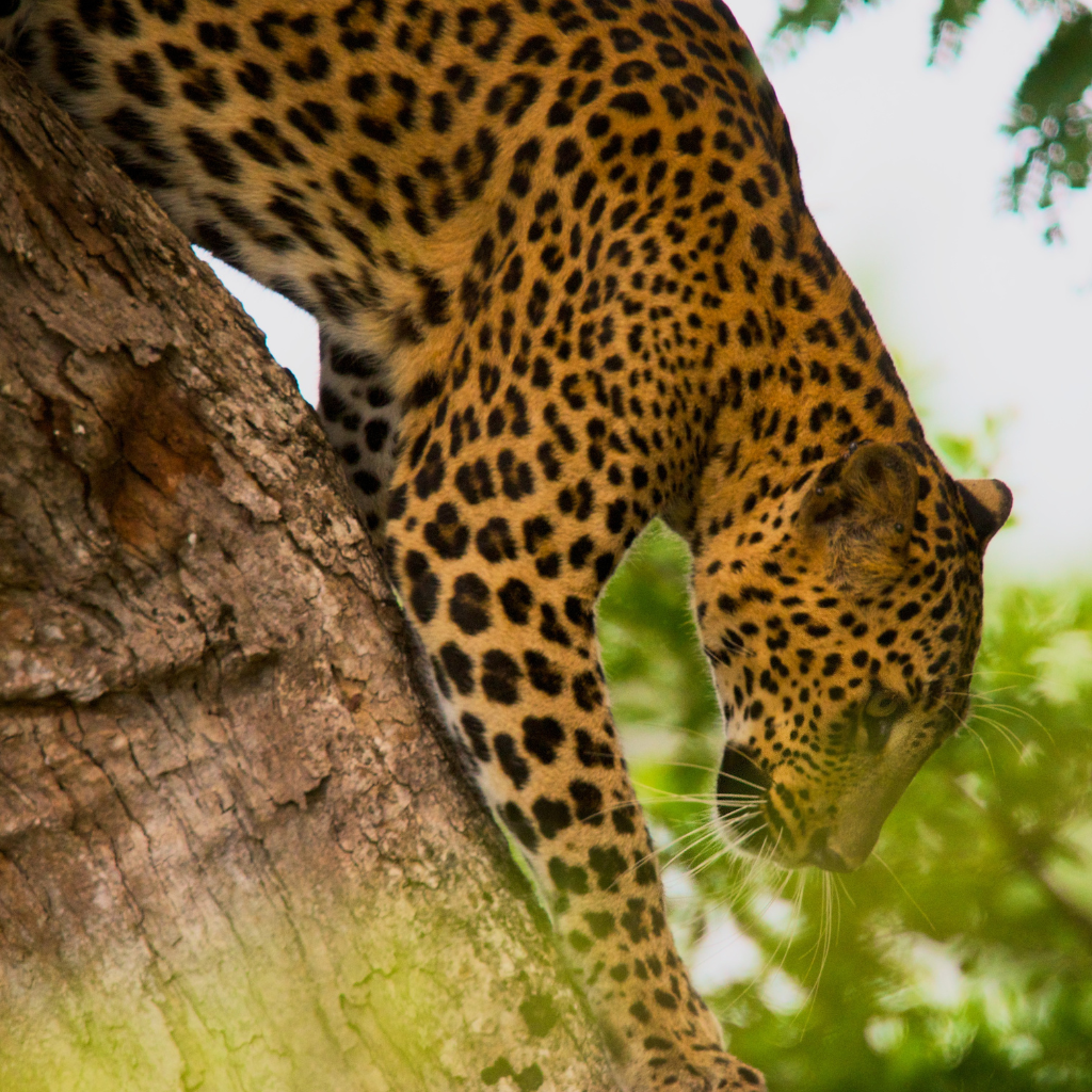 Leopard climbing down a tree in Sri Lanka's Yala National Park