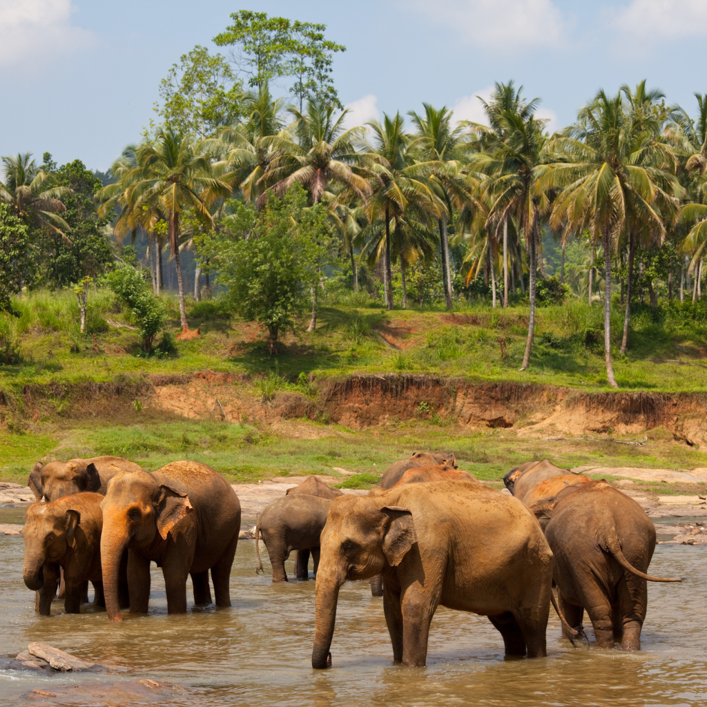 Herd of elephants bathing in a river in Sri Lanka